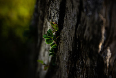 Close-up of tree trunk