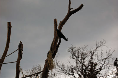 Low angle view of dead tree against sky