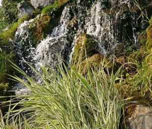 Close-up of fresh green grass in water