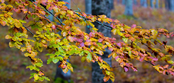 Close-up of autumnal leaves on tree