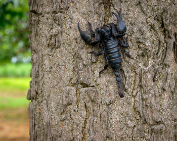 Close-up of insect on tree trunk