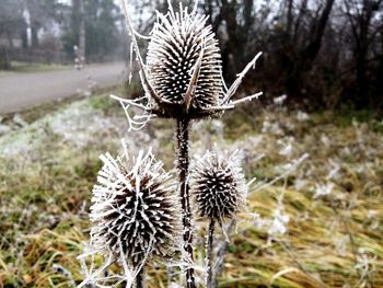 Close-up of plants in forest