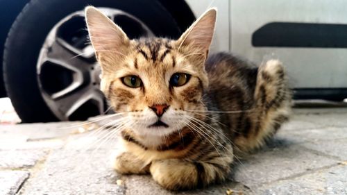 Close-up portrait of a cat