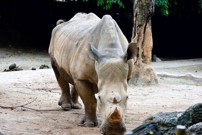 View of horse in zoo