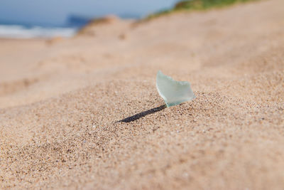 Close-up of shell on sand