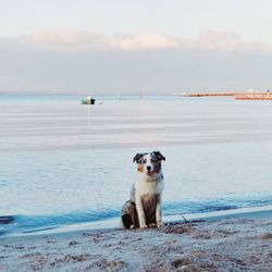 Dog on beach against sky