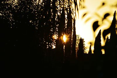 Silhouette of trees at sunset