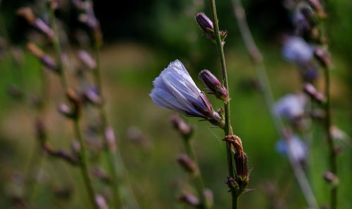 Close-up of purple flowering plant