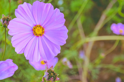 Close-up of pink flowers blooming outdoors