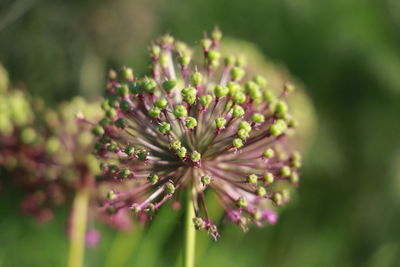 Close-up of purple flowering allium giganteum plant