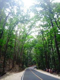 Road amidst trees