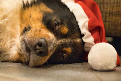 Close-up of dog resting