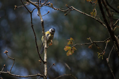 Close-up of bird perching on tree