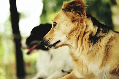 Close-up of dog outdoors