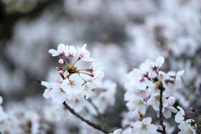 Close-up of white cherry blossom tree