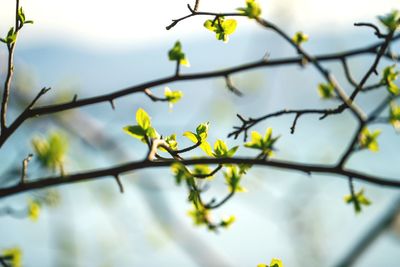 Low angle view of flowering plant against sky