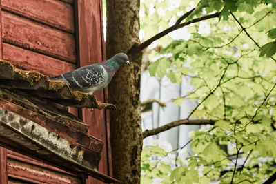 Pigeon watching over the street
