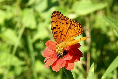 Close-up of butterfly on flower