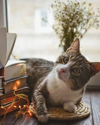 Portrait of cat relaxing at home