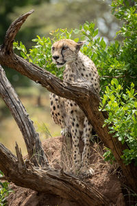 Cheetah sits on termite mound behind branches