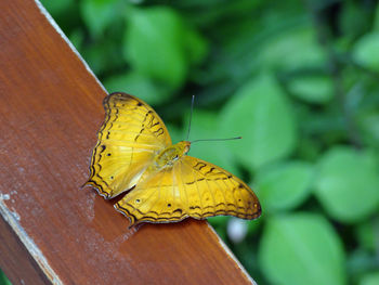 Close-up of butterfly pollinating flower