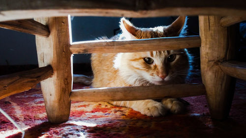 Close-up of cat sitting on wood