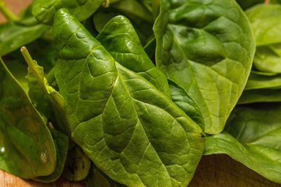 Close-up of green leaves