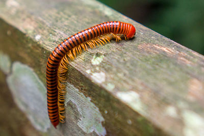 Close-up of insect on wood