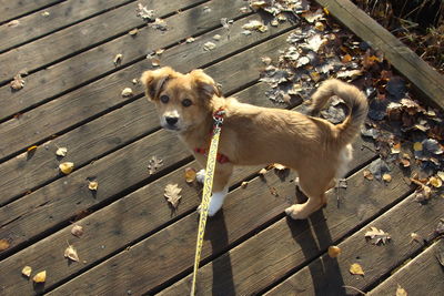 Portrait of puppy