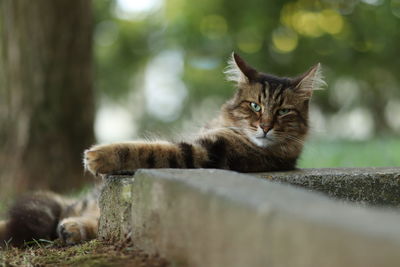 Portrait of a cat lying on retaining wall