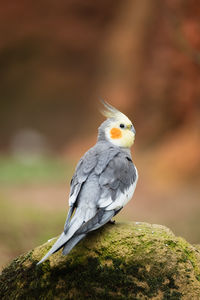Close-up of bird perching on rock