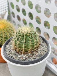 High angle view of potted plants