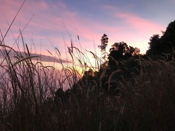 Silhouette plants growing on field against sky during sunset