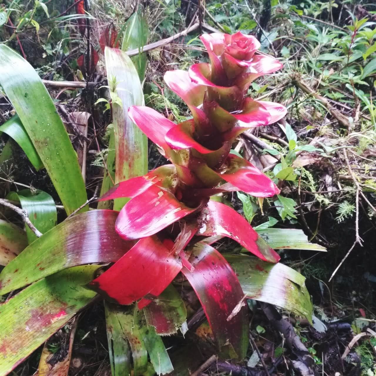 Jed-22 Podocarpus National Park Ecuador♥ Flower Head Flower Leaf Close-up Plant Grass