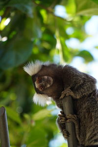 Portrait of a monkey sitting on tree