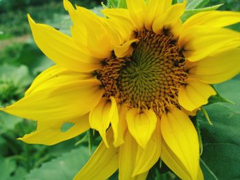Close-up of yellow flower