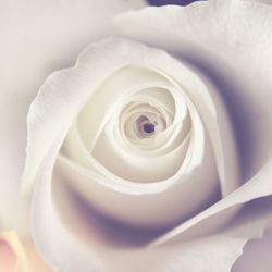 Close-up of white rose