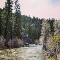 River with trees in background