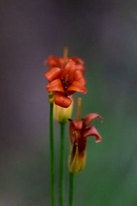 Close-up of red flower