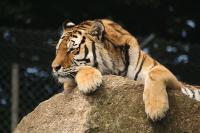 Close-up of tiger