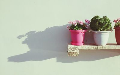 Close-up of potted plant on table