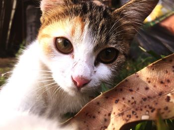 Close-up portrait of cat