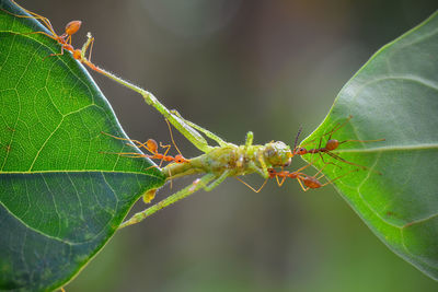 Close-up of ant on leaf