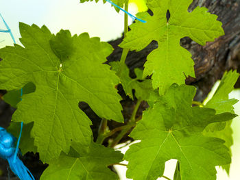 Close-up of grapes growing in plant