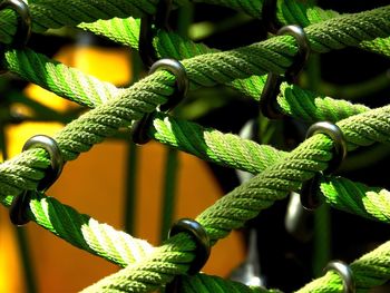 Close-up of rope on plant