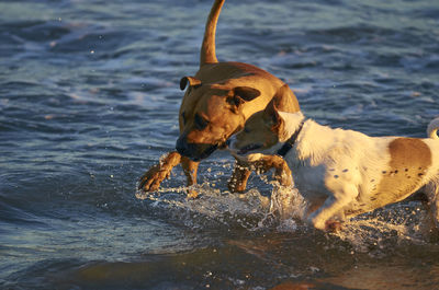 Dog on beach