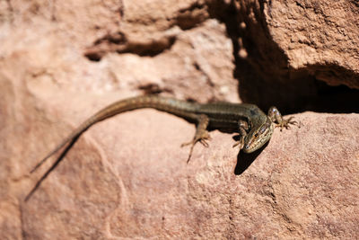 Close-up of lizard on rock