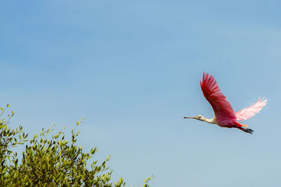 Low angle view of flamingo flying against clear sky