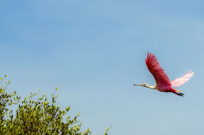 Low angle view of bird flying against clear sky