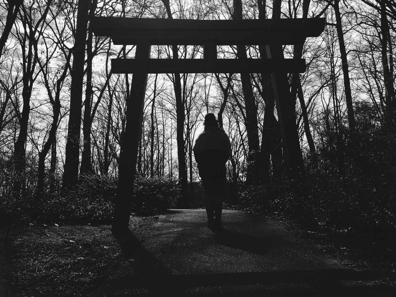 tree, full length, silhouette, rear view, lifestyles, standing, leisure activity, walking, men, sunlight, bare tree, shadow, tree trunk, day, built structure, branch, outdoors, person